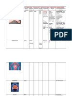 Table Summary of Anatomy