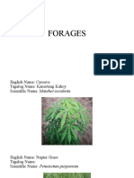 Forages