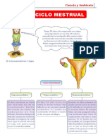 El-Ciclo-Menstrual-para-G2-CIENCIA Y AMBIENTE