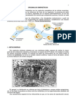 Orgánulos Energéticos