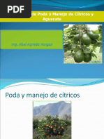 Poda de Citricos y Palta PDF