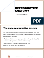 3 Anatomy and Physiology (Male)