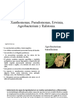 Xanthomonas, Pseudomonas, Erwinia, Agrobacterium y