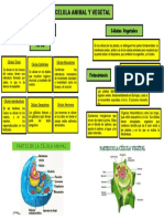 Mapa Conceptual - Celula Animal y Vegetal