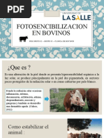 Fotosencibilizacion en Bovinos