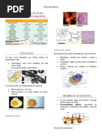 3 - Eucariontes