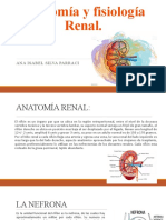 Anatomía y Fisiología Renal