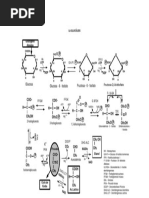 Ruta Metabólica de La Glucólisis