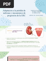 Adaptación A La Pérdida de Nefronas