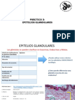 Ejercicios Práctico 3 Epitelios Glandulares