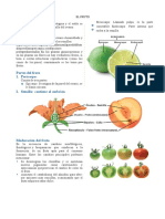 Definición: El Fruto