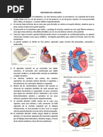 Anatomia Del Corazon