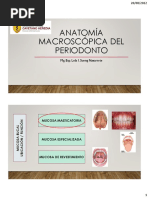 Anatomía Del Periodonto