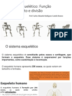 Sistema Esquelético Conceito, Função 08