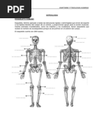 Lección 2 Anatomía