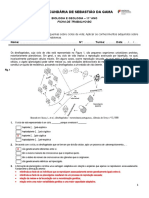 Ficha de Trabalho - Ciclos de Vida (Correção) - Apoio