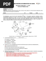 Ficha de Trabalho - Ciclos de Vida (Correção) - Apoio