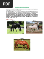 Colores Del Caballo de Paso 56