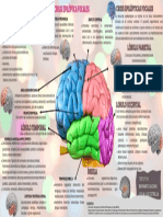 Correlato Clinico - Anatomico de Las Crisis Epilepticas Focales