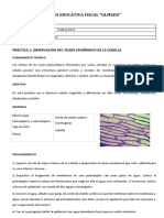 Observación Del Tejido Epidérmico de La Cebolla