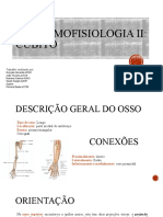 Anatomofisiologia II Cúbito