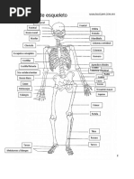 Anatomia Esqueleto