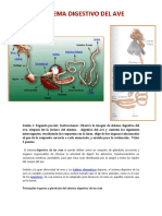 Sistema Digestivo Del Ave