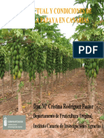 Cultivo de Papaya