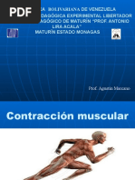 Contracción Muscular - PPT.PPTX Versión 1