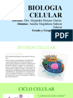 Division Celular