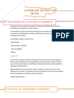 2T Informe de Mecanismo de Excrecion en Animales