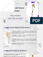 Diapositivas de Los Huesos de Los Brazos