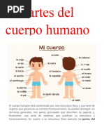 El Cuerpo Humano Está Conformado Por Una Estructura Física y Una Serie de Órganos Que Garantizan Su Correcto Funcionamiento