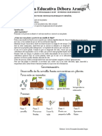 Germinación de Una Planta