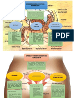 Aparato Reproductor Femenino y Masculino