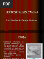 Leptospirosis Canina