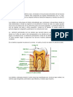 Salud Bucal. Notas Con Bibliografia