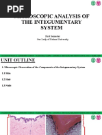 Microscopic Analysis of The Integumentary System