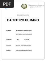 Cariotipo Humano-1