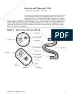 Prokaryote and Eukaryote Cells - PeTa2