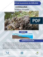 Corallina (Corallina Elongata) - v3