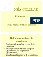 Glicocalix