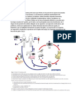 Toxoplasmosis Resumen