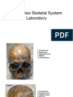 Anaphysio Skeletal System With Label Laboratory