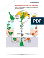 Embryo in Flowering Plants