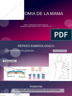 Anatomia de Mama