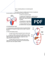 Los Tipos de Circulación