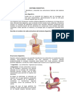 Sistema Digestivo