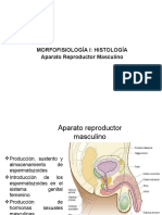 Histologia Aparato Reproductor Masculino