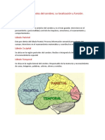 Lobulos Cerebrales